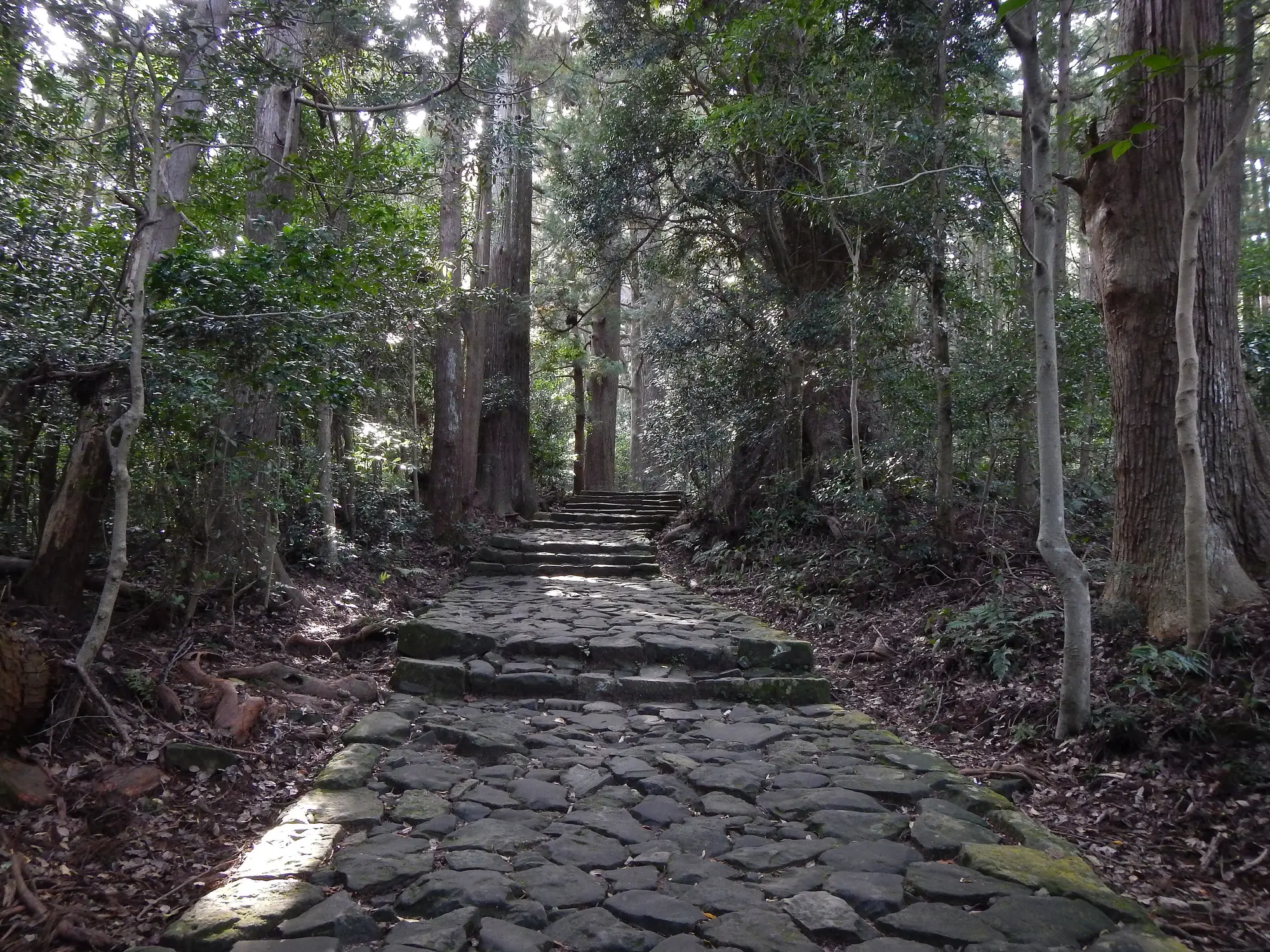 Moss-covered stone steps of the Daimon-zaka climbing between towering cedars on the Kumano Kodo, Wakayama