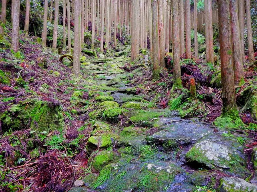 A moss-covered stone path through cedar forest on the Kumano Kodo